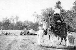 Lemurre on a date-buying expedition in North Africa